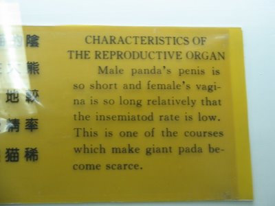 Poor Panda's Penis Problem